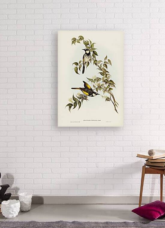 White-cheeked Honey-eater Meliphaga sericea illustrated by Elizabeth Gould 1804–1841 for John Gould’s 1804-1881 Birds of Australia  by IStockHistory com