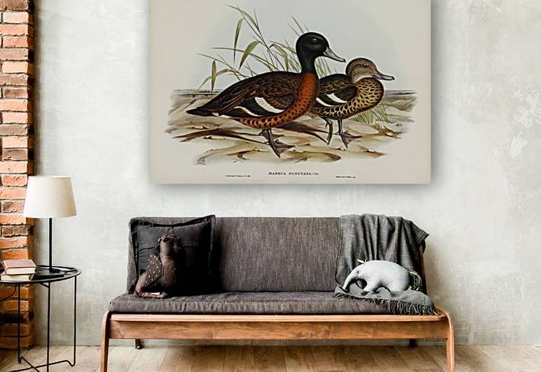 Chesnut-breasted Duck Anas punctata illustrated by Elizabeth Gould 1804–1841 for John Gould’s 1804-1881 Birds of Australia  by IStockHistory com