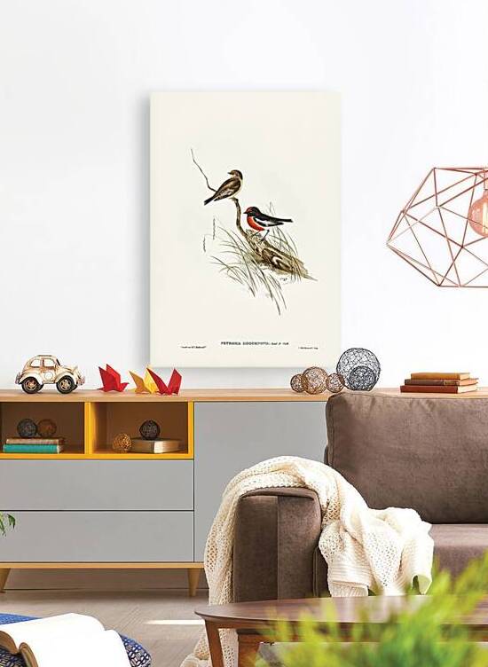 Red-capped Robin Petroica Goodenovii illustrated by Elizabeth Gould 1804–1841 for John Gould’s 1804-1881 Birds of Australia  by IStockHistory com