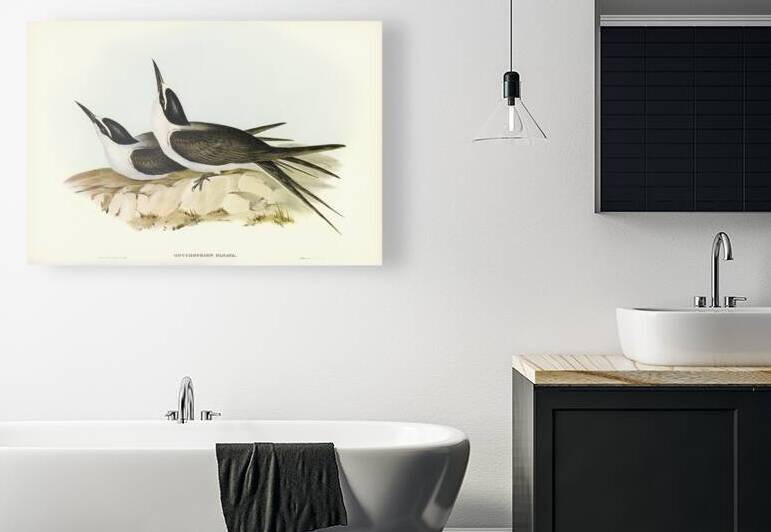 Panayan Tern Onychoprion Panaya illustrated by Elizabeth Gould 1804–1841 for John Gould’s 1804-1881 Birds of Australia  by IStockHistory com