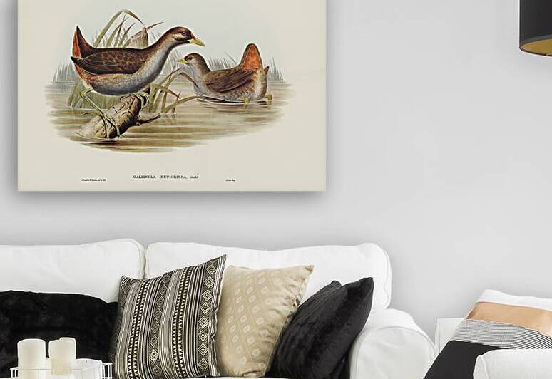 Rufous-vented Gallinule Gallinula ruficrissa illustrated by Elizabeth Gould 1804–1841 for John Gould’s 1804-1881 Birds of Australia  by IStockHistory com