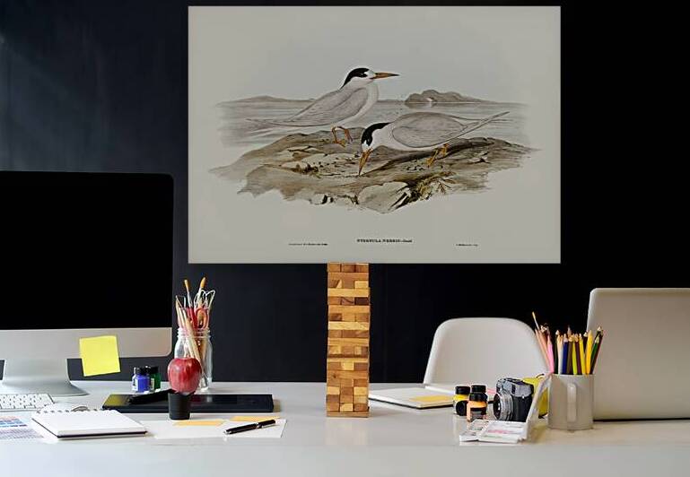 Australian Little Tern Sternula Nereis illustrated by Elizabeth Gould 1804–1841 for John Gould’s 1804-1881 Birds of Australia  by IStockHistory com