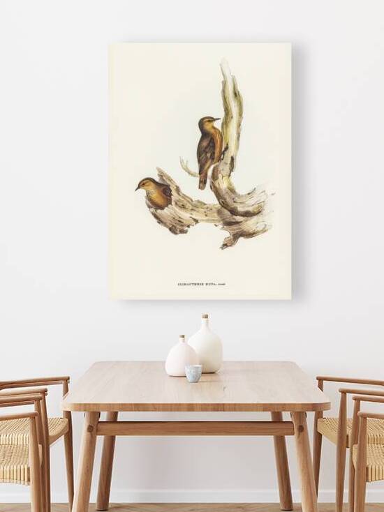 Rufous Tree-Creeper Climacteris rufa illustrated by Elizabeth Gould 1804–1841 for John Gould’s 1804-1881 Birds of Australia  by IStockHistory com