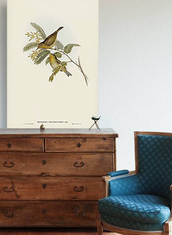 Slender-billed Zosterops Zosterops tenuirostris illustrated by Elizabeth Gould 1804–1841 for John Gould’s 1804-1881 Birds of Australia  by IStockHistory com