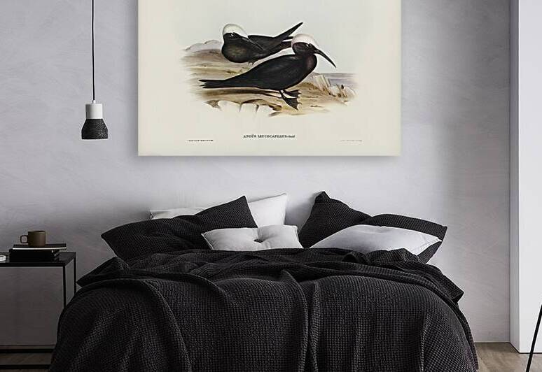 White-capped Tern Anous leucocapillus illustrated by Elizabeth Gould 1804–1841 for John Gould’s 1804-1881 Birds of Australia  by IStockHistory com