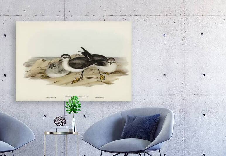 White-faced Storm Petrel Thalassidroma marina illustrated by Elizabeth Gould 1804–1841 for John Gould’s 1804-1881 Birds of Australia  by IStockHistory com