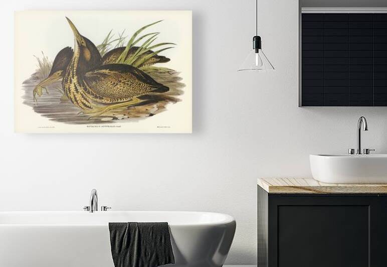 Australian Bittern Botaurus Australis illustrated by Elizabeth Gould 1804–1841 for John Gould’s 1804-1881 Birds of Australia  by IStockHistory com