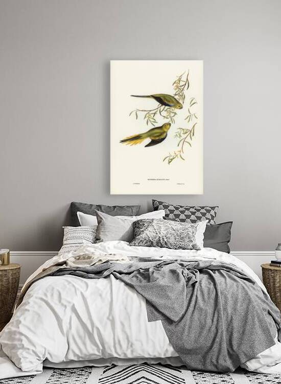 Elegant Grass-Parakeet Euphema elegans illustrated by Elizabeth Gould 1804–1841 for John Gould’s 1804-1881 Birds of Australia  by IStockHistory com