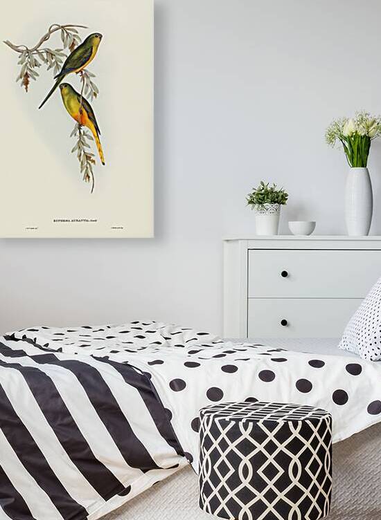 Orange-bellied Grass-Parrakeet Euphema aurantia illustrated by Elizabeth Gould 1804–1841 for John Gould’s 1804-1881 Birds of Australia  by IStockHistory com