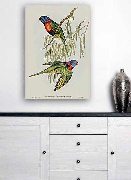 Red-collared Lorikeet Trichoglossus rubritorquis illustrated by Elizabeth Gould 1804–1841 for John Gould’s 1804-1881 Birds of Australia  by IStockHistory com