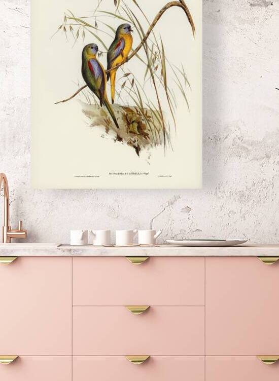 Chestnut-shouldered Grass-Parakeet Euphema pulchella illustrated by Elizabeth Gould 1804–1841 for John Gould’s 1804-1881 Birds of Australia  by IStockHistory com