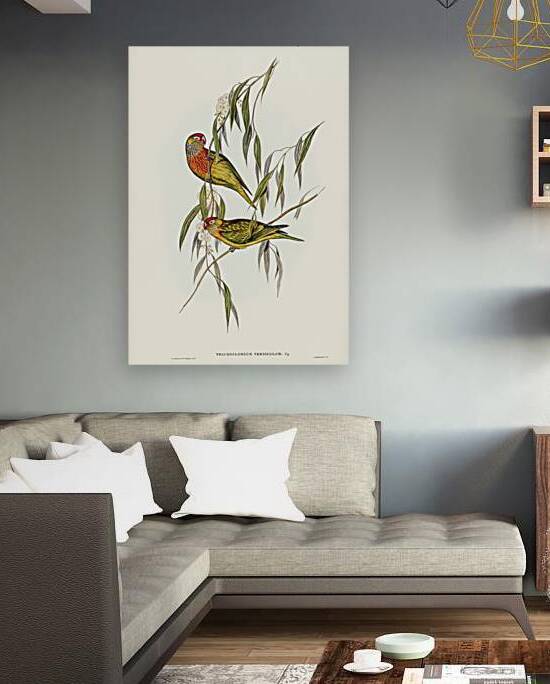 Varied Lorikeet Trichoglossus versicolor illustrated by Elizabeth Gould 1804–1841 for John Gould’s 1804-1881 Birds of Australia  by IStockHistory com