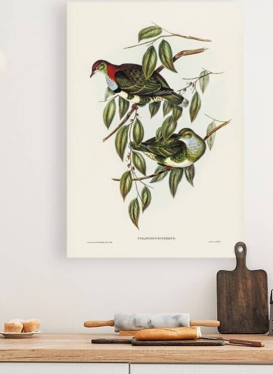 Superb Fruit Pigeon Ptilinopus superbus illustrated by Elizabeth Gould 1804–1841 for John Gould’s 1804-1881 Birds of Australia  by IStockHistory com