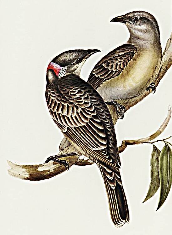 Great Bower Bird Chlamydera nuchalis illustrated by Elizabeth Gould 1804–1841 for John Gould’s 1804-1881 Birds of Australia  by IStockHistory com