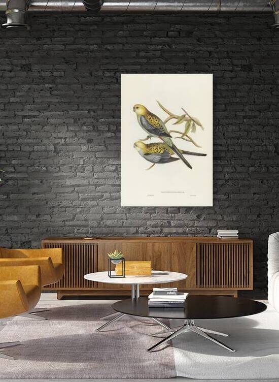 Pale-headed Parakeet Platycercus palliceps illustrated by Elizabeth Gould 1804–1841 for John Gould’s 1804-1881 Birds of Australia  by IStockHistory com