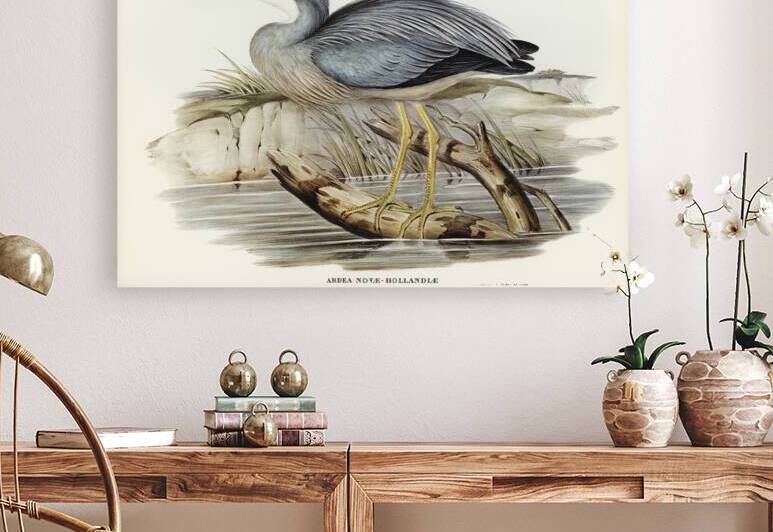 White-fronted Heron Ardea Novae-Hollandiae illustrated by Elizabeth Gould 1804–1841 for John Gould’s 1804-1881 Birds of Australia  by IStockHistory com