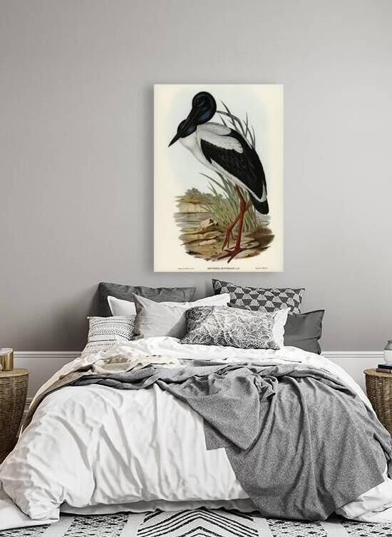 Australian Mycteria Mycteria Australis illustrated by Elizabeth Gould 1804–1841 for John Gould’s 1804-1881 Birds of Australia  by IStockHistory com