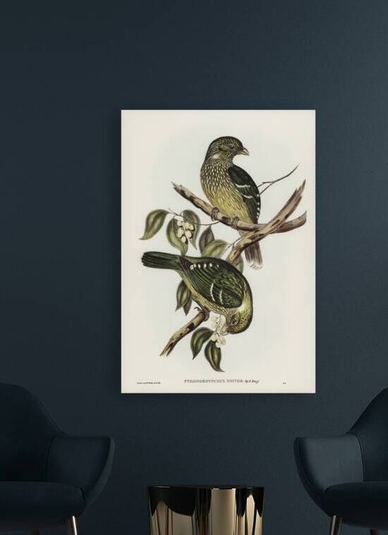 Cat Bird Ptilonorhynchus Smithii illustrated by Elizabeth Gould 1804–1841 for John Gould’s 1804-1881 Birds of Australia  by IStockHistory com