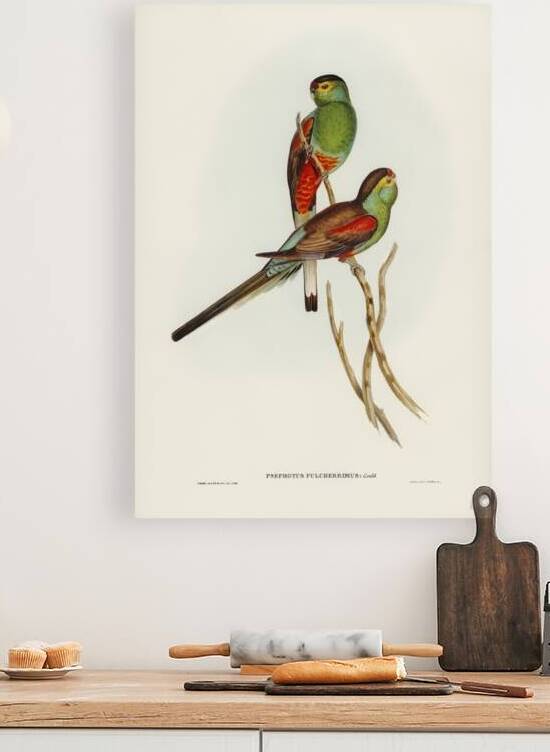 Beautiful Parakeet Psephotus pulcherrimus illustrated by Elizabeth Gould 1804–1841 for John Gould’s 1804-1881 Birds of Australia  by IStockHistory com