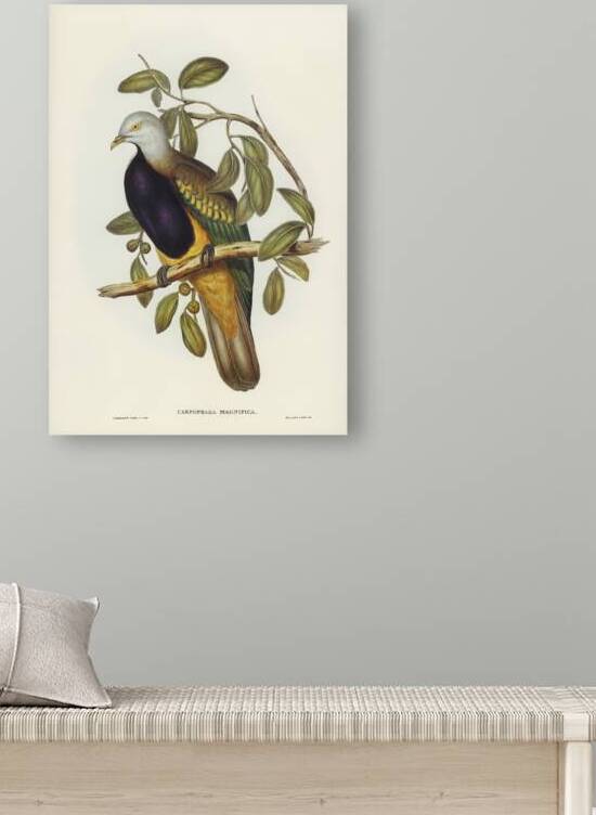 Magnificent Fruit Pigeon Carpophaga magnifica illustrated by Elizabeth Gould 1804–1841 for John Gould’s 1804-1881 Birds of Australia  by IStockHistory com