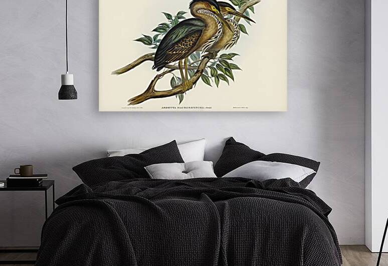 Thick-billed Green Bittern Ardetta macrorhyncha illustrated by Elizabeth Gould 1804–1841 for John Gould’s 1804-1881 Birds of Australia  by IStockHistory com