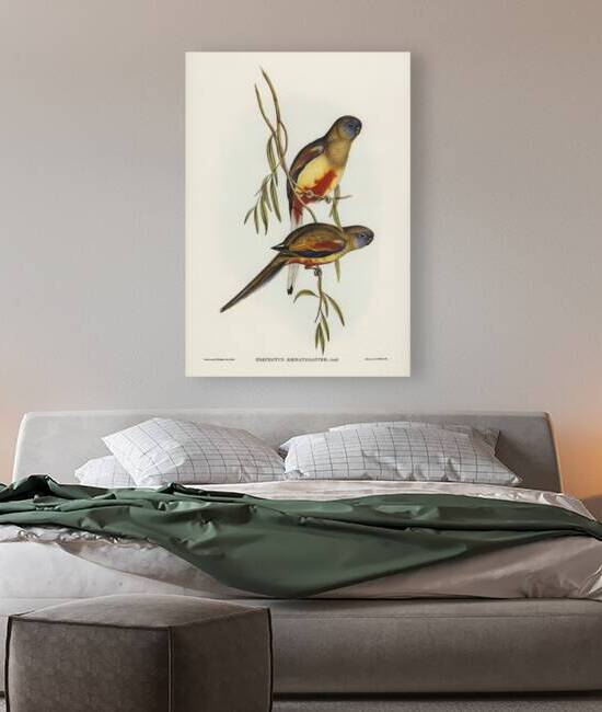 Crimson-bellied Parakeet Psephotus haematogaster illustrated by Elizabeth Gould 1804–1841 for John Gould’s 1804-1881 Birds of Australia  by IStockHistory com