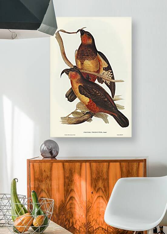 Philip Island Parrot Nestor productus illustrated by Elizabeth Gould 1804–1841 for John Gould’s 1804-1881 Birds of Australia  by IStockHistory com