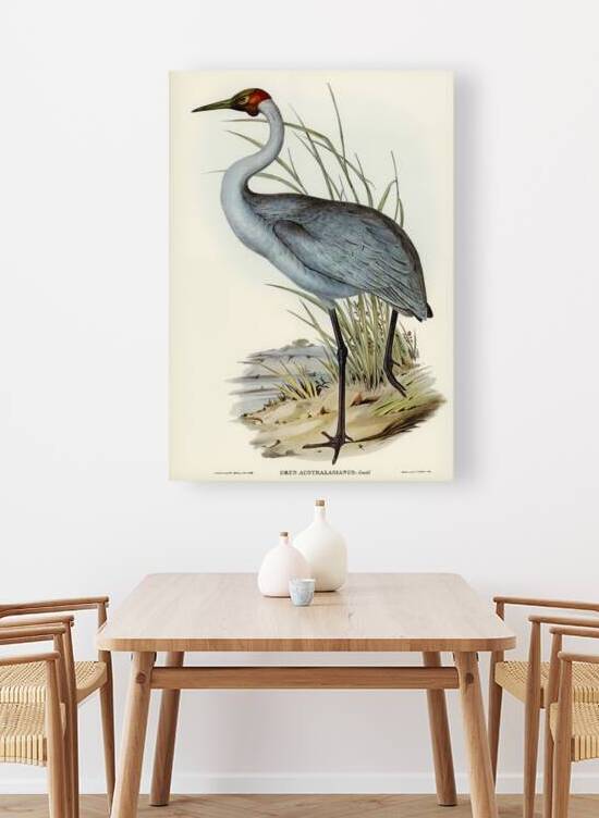 Australian Crane Grus Australasianus illustrated by Elizabeth Gould 1804–1841 for John Gould’s 1804-1881 Birds of Australia  by IStockHistory com