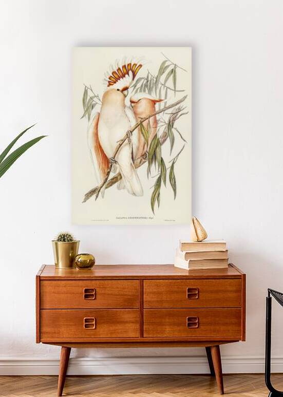 Leadbeaters Cockatoo Cacatua Leadbeaterii illustrated by Elizabeth Gould 1804–1841 for John Gould’s 1804-1881 Birds of Australia  by IStockHistory com