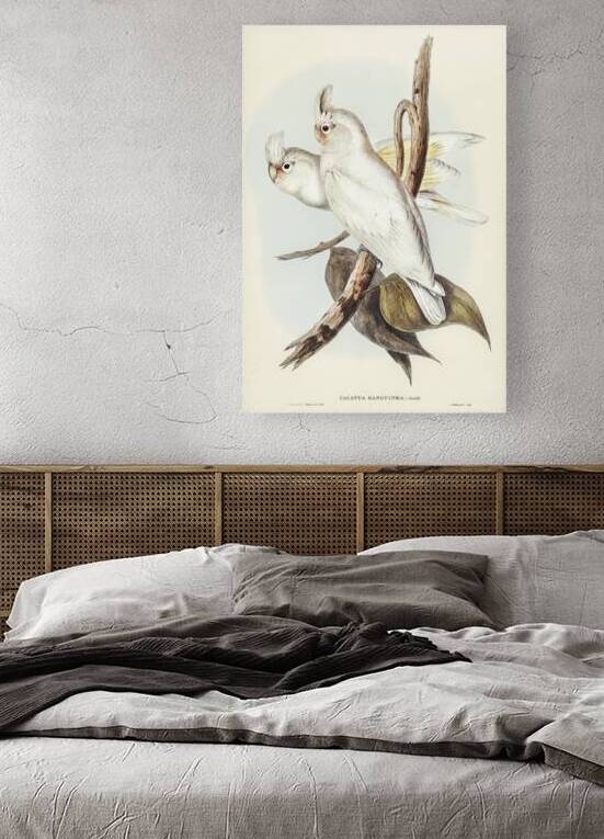 Blood-stained Cockatoo Cacatua sanguinca illustrated by Elizabeth Gould 1804–1841 for John Gould’s 1804-1881 Birds of Australia  by IStockHistory com