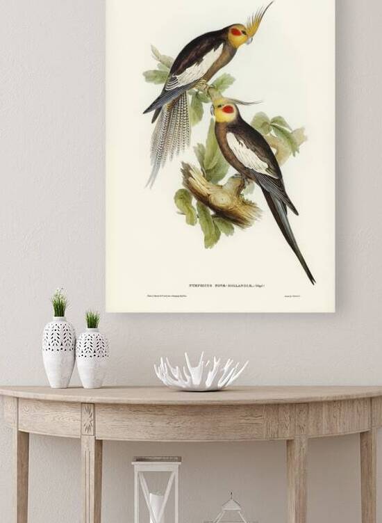 Cockatoo Parakeet Nymphicus Novae Hollandiae illustrated by Elizabeth Gould 1804–1841 for John Gould’s 1804-1881 Birds of Australia  by IStockHistory com