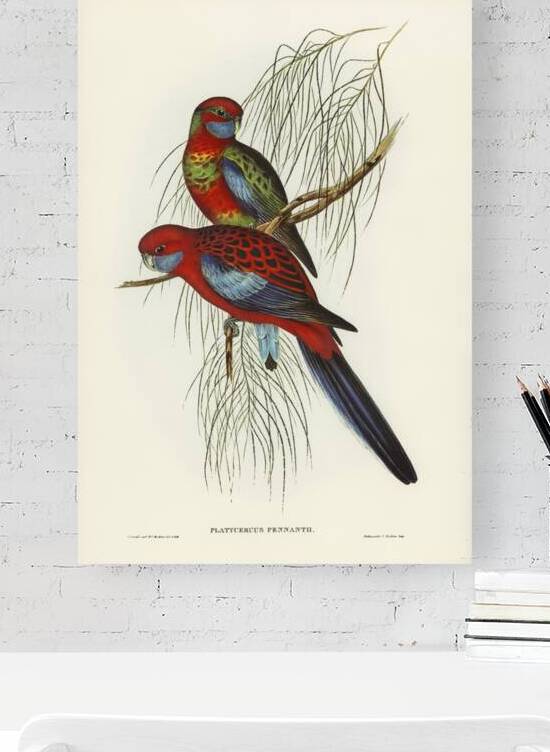 Pennants Parakeet Platycercus Pennantii illustrated by Elizabeth Gould 1804–1841 for John Gould’s 1804-1881 Birds of Australia  by IStockHistory com