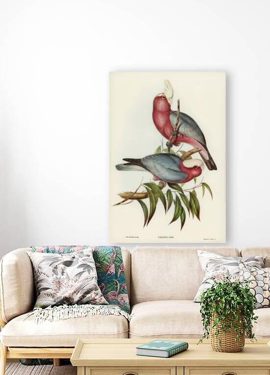 Cacatua Eos Rose-breasted Cockatoo illustrated by Elizabeth Gould 1804–1841 for John Gould’s 1804-1881 Birds of Australia  by IStockHistory com