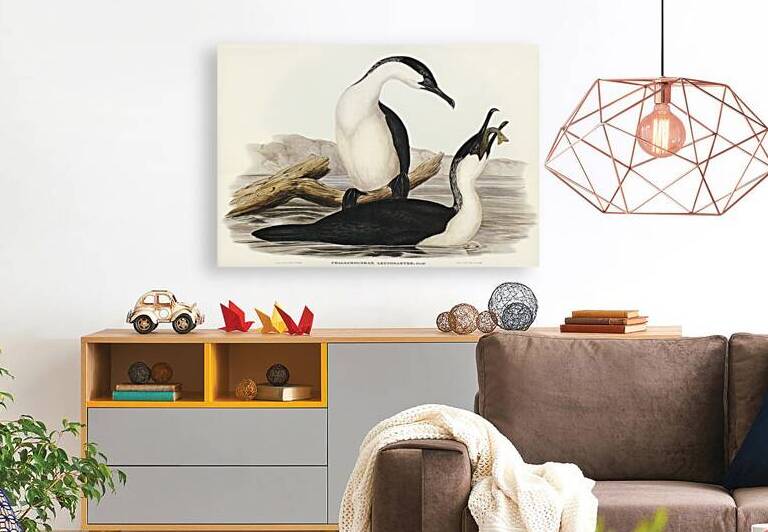 White-breasted Cormorant Phalacrocorax leucogaster illustrated by Elizabeth Gould 1804–1841 for John Gould’s 1804-1881 Birds of Australia  by IStockHistory com