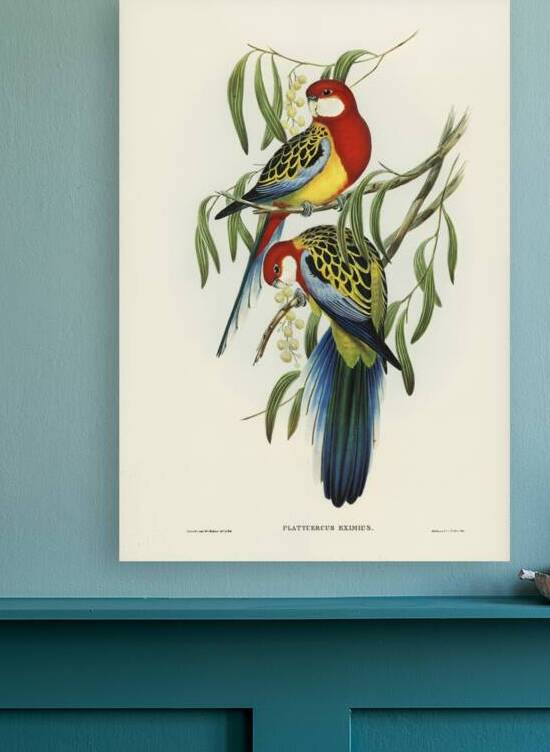 Rose-hill Parakeet Platycercus eximius illustrated by Elizabeth Gould 1804–1841 for John Gould’s 1804-1881 Birds of Australia  by IStockHistory com