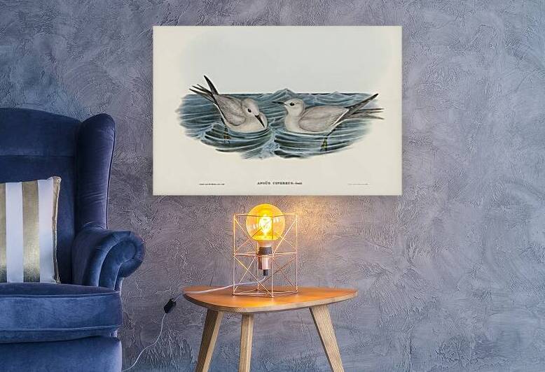 Grey Noddy Anous cinereus illustrated by Elizabeth Gould 1804–1841 for John Gould’s 1804-1881 Birds of Australia  by IStockHistory com