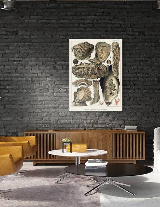 Great Barrier Reef Oysters from The Great Barrier Reef of Australia 1893 by William Saville-Kent 1845-1908. Fig 1: Coral Rock Oyster Ostrea MordaxFig 2: CucullataFig 3-4: Trap-door Oysters Ostrea Mordax CornucopioeformisFig 5: Cockscomb Oyster Ostrea  by IStockHistory com