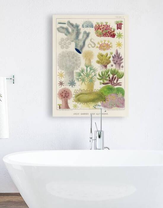 Barrier Reef Anemones from The Great Barrier Reef of Australia 1893 by William Saville-Kent 1845-1908.  by IStockHistory com