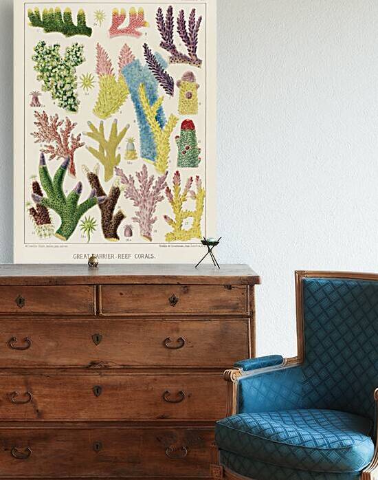 Great Barrier Reef Corals from The Great Barrier Reef of Australia 1893 by William Saville-Kent 1845-1908. Fig 1-2: Madrepora ProstrataFig 3: Madrepora KentiFig 4: Madrepora OrnataFig 5: Madrepora DecipiensFig 6: Mdrepora LaxaFig 7: Madrepora secund by IStockHistory com