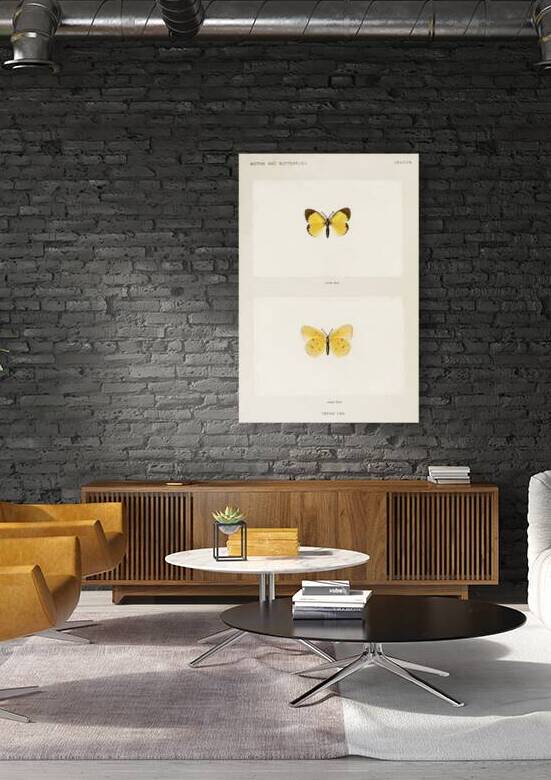 Little Sulphur Terias Lisa from Moths and butterflies of the United States 1900 by Sherman F. Denton 1856-1937.  by IStockHistory com