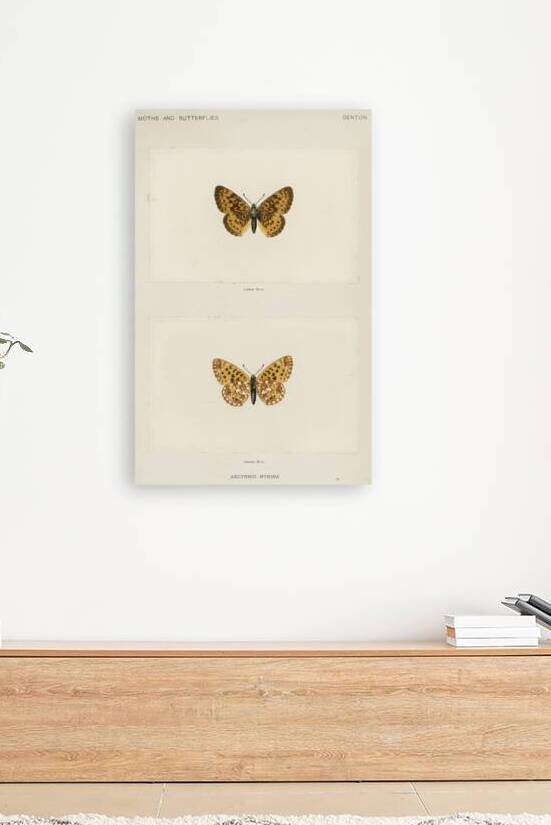 Silver-bordered Fritillary Argynnis Myrina from Moths and butterflies of the United States 1900 by Sherman F. Denton 1856-1937.  by IStockHistory com