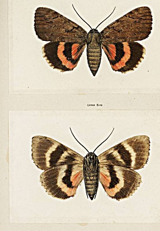 Darling Underwing Catocala Cara and under side from Moths and Butterflies of the United States 1900 by Sherman F. Denton 1856-1937.  by IStockHistory com
