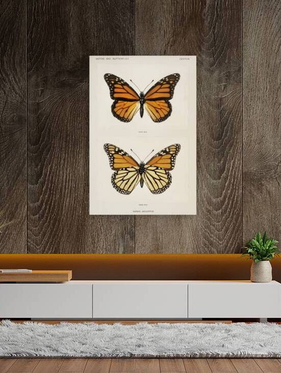 Monarch Butterfly Danais Archippus from Moths and butterflies of the United States 1900 by Sherman F. Denton 1856-1937.  by IStockHistory com