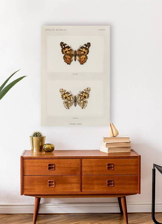 Painted Lady Pyrameis Cardui from Moths and butterflies of the United States 1900 by Sherman F. Denton 1856-1937.  by IStockHistory com