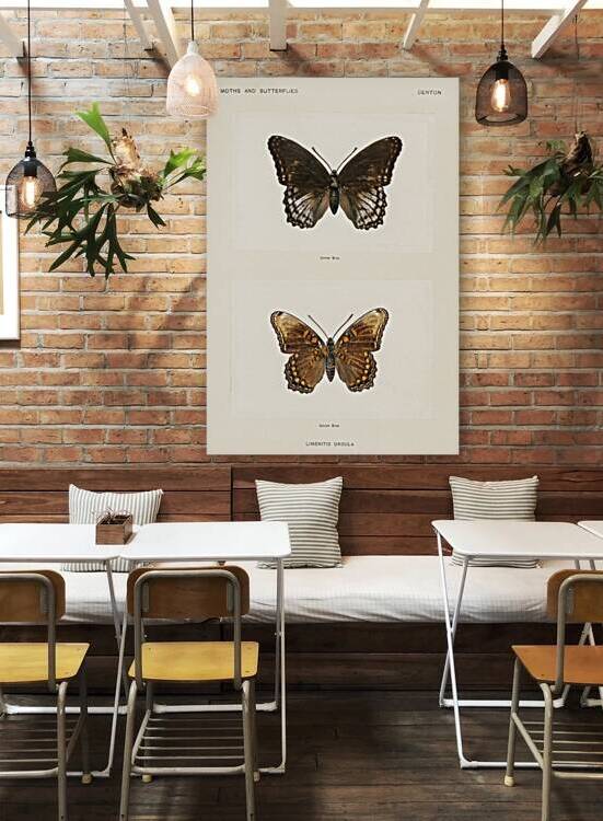 Red-spotted Purple Limenitis Ursula from Moths and butterflies of the United States 1900 by Sherman F. Denton 1856-1937.  by IStockHistory com