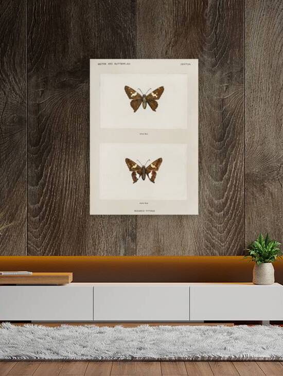 Clouded Sulphur Colias Philodice from Moths and butterflies of the United States 1900 by Sherman F. Denton 1856-1937.  by IStockHistory com