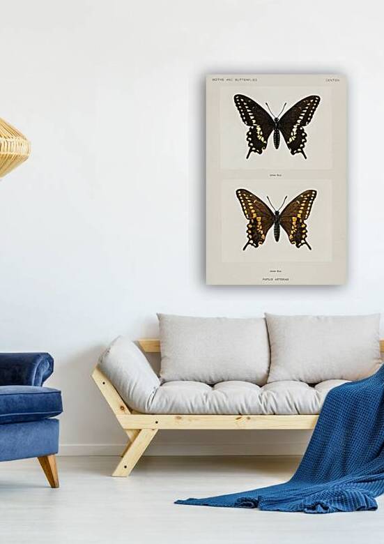 Black Swallowtail Papilio Asterias from Moths and butterflies of the United States 1900 by Sherman F. Denton 1856-1937.  by IStockHistory com