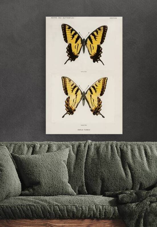 Eastern Tiger Swallowtail Papilio Turnus from Moths and butterflies of the United States 1900 by Sherman F. Denton 1856-1937.  by IStockHistory com