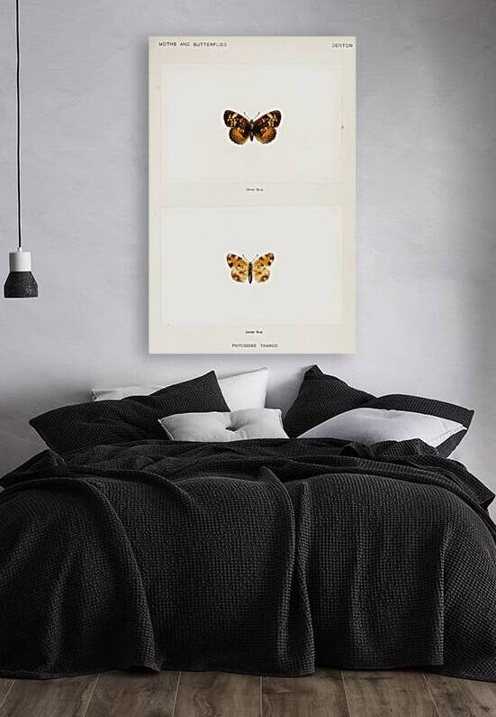 Pearl Crescent Phyciodes Tharos from Moths and butterflies of the United States 1900 by Sherman F. Denton 1856-1937.  by IStockHistory com