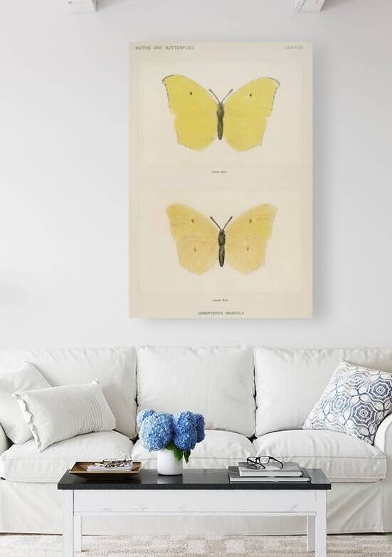 Angled Sulphur Gonepteryx Maerula from Moths and butterflies of the United States 1900 by Sherman F. Denton 1856-1937.  by IStockHistory com